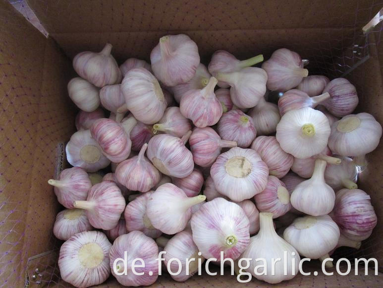 Normal White Garlic